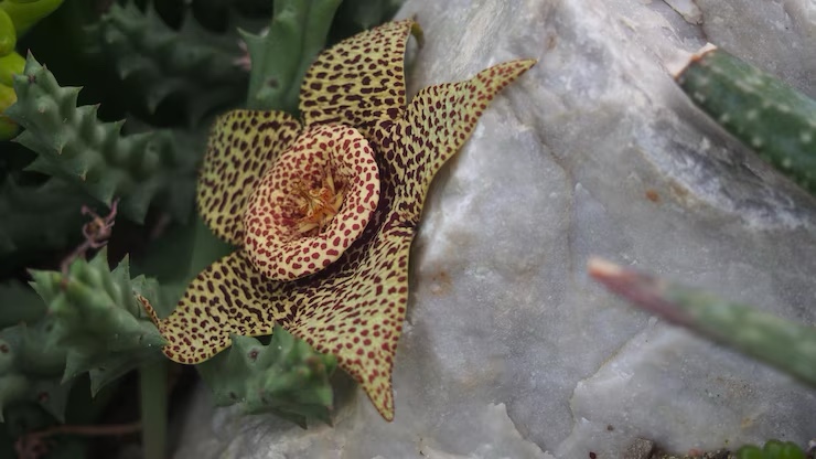 Animals on the Brink: Rare Species in 2025